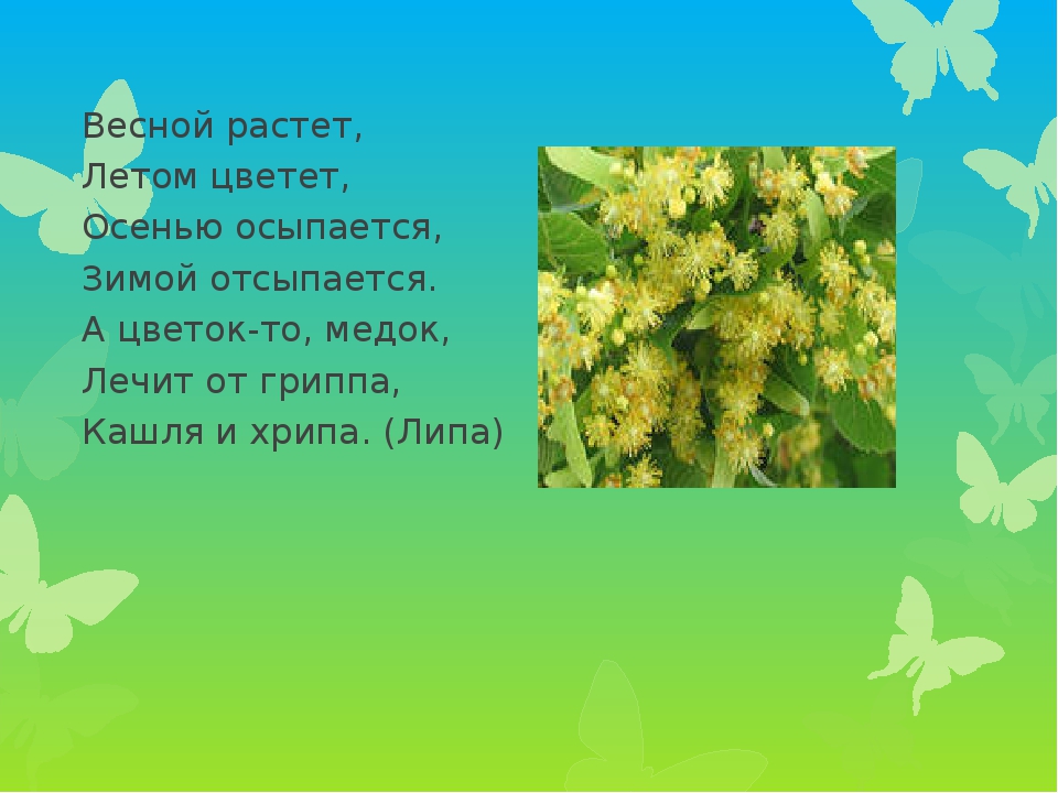 Презентация проекта по экологии