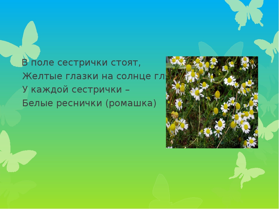 Презентация проекта по экологии