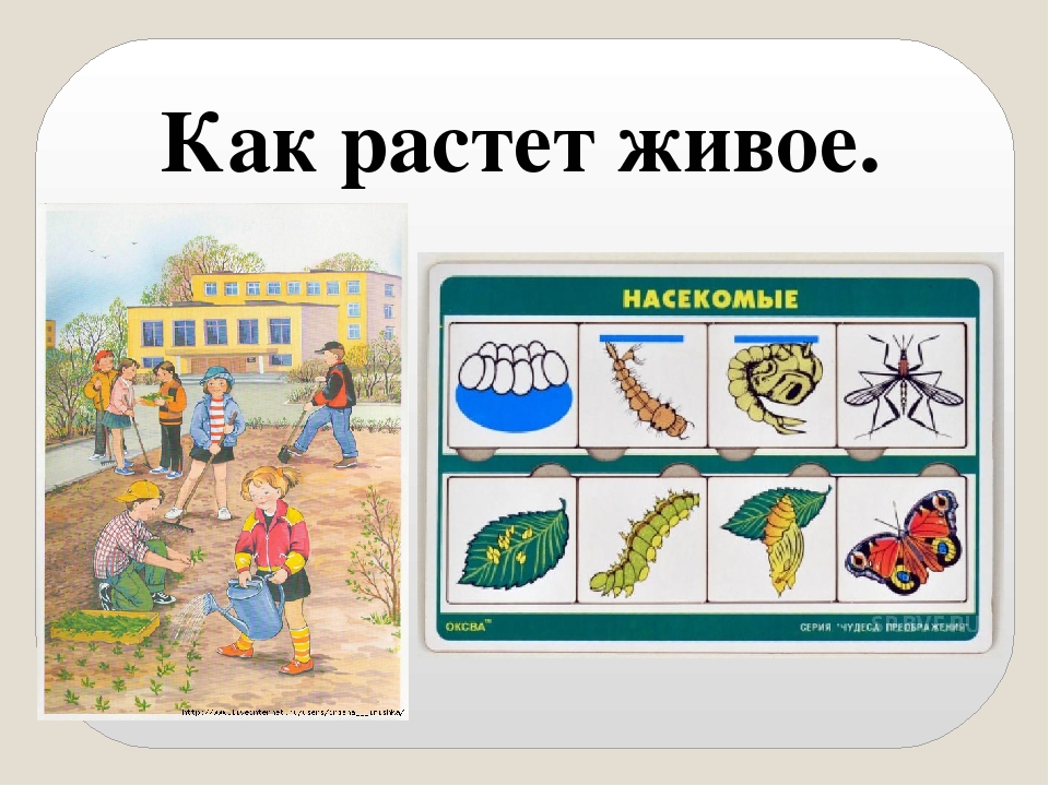 Презентация по ознакомлению с окружающим миром на тему: "Как растет живое?".