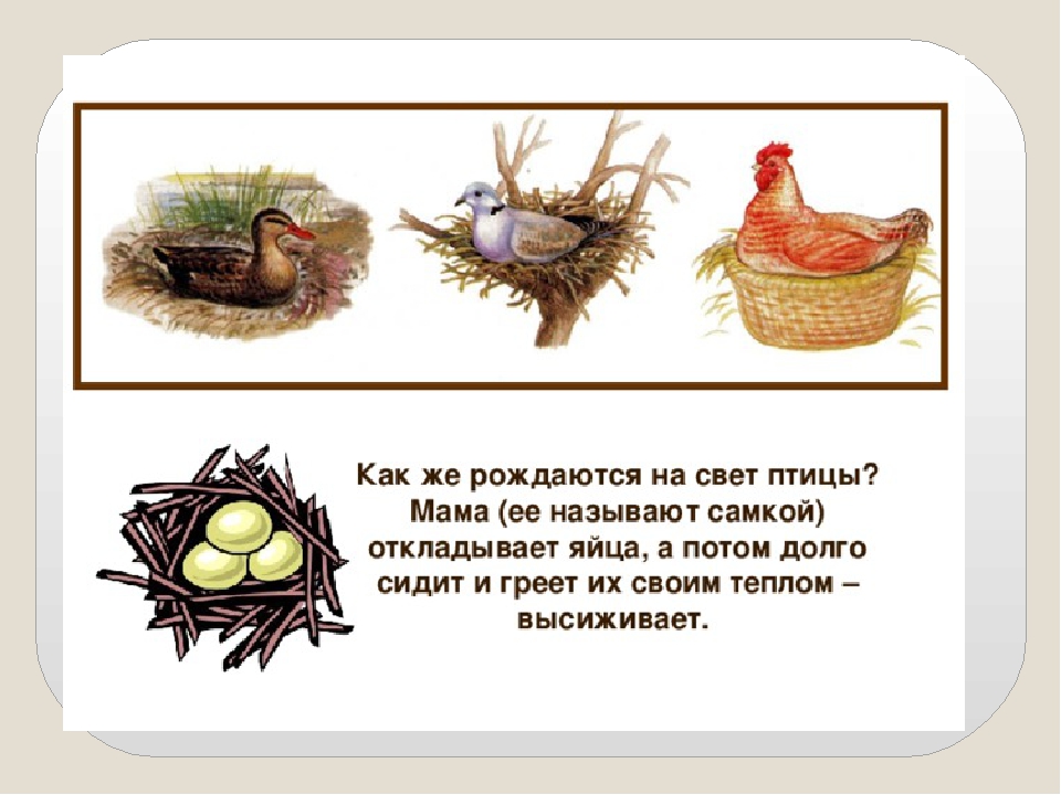 Презентация по ознакомлению с окружающим миром на тему: "Как растет живое?".