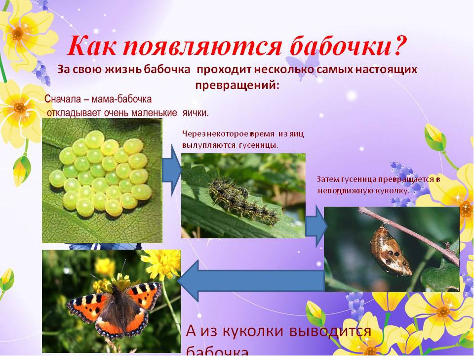Презентация по ознакомлению с окружающим миром на тему: "Как растет живое?".