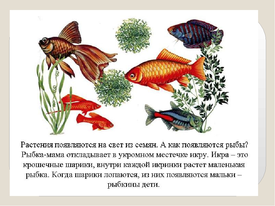 Презентация по ознакомлению с окружающим миром на тему: "Как растет живое?".