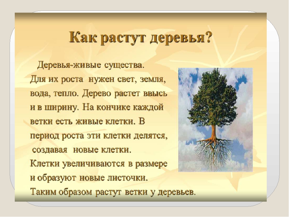 Презентация по ознакомлению с окружающим миром на тему: "Как растет живое?".