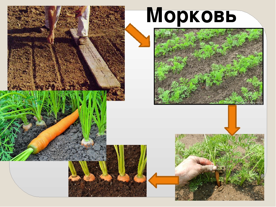 Презентация по ознакомлению с окружающим миром на тему: "Как растет живое?".