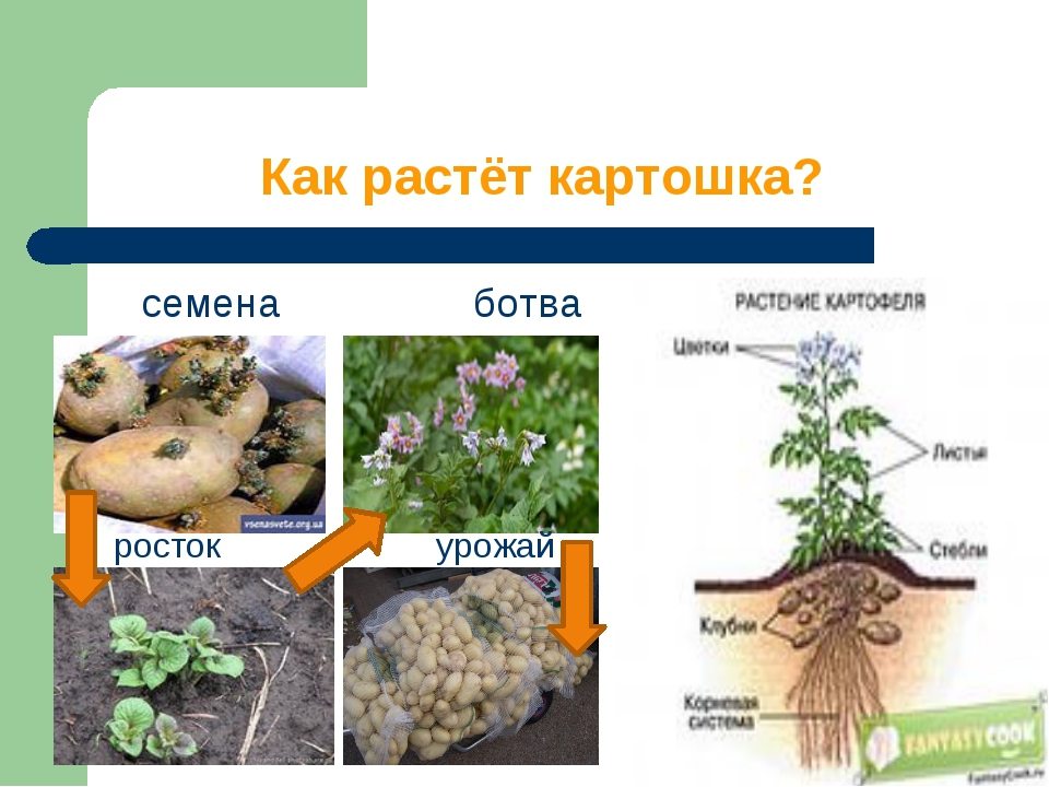 Презентация по ознакомлению с окружающим миром на тему: "Как растет живое?".