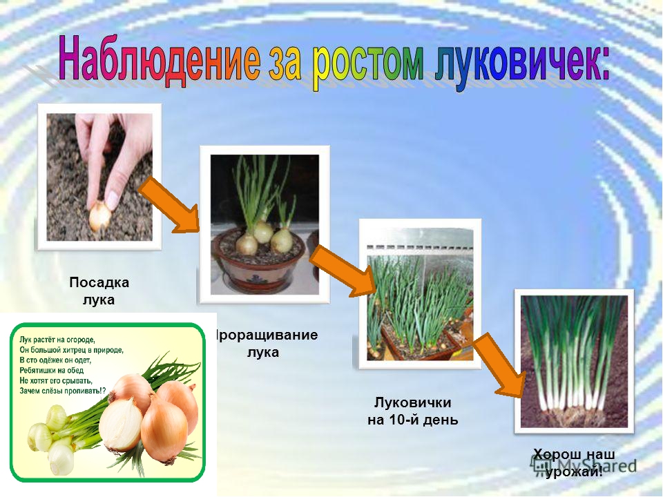 Презентация по ознакомлению с окружающим миром на тему: "Как растет живое?".