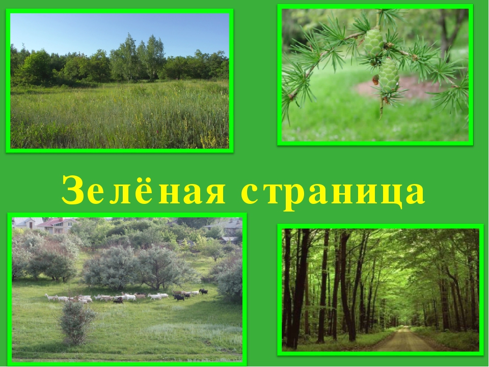 Цветная книга Саратовской области