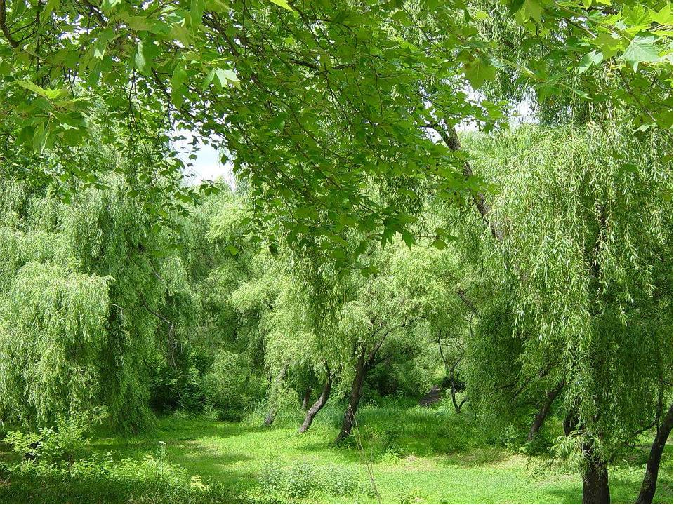 Цветная книга Саратовской области