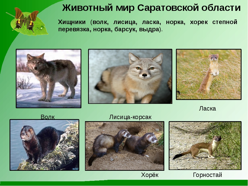Цветная книга Саратовской области
