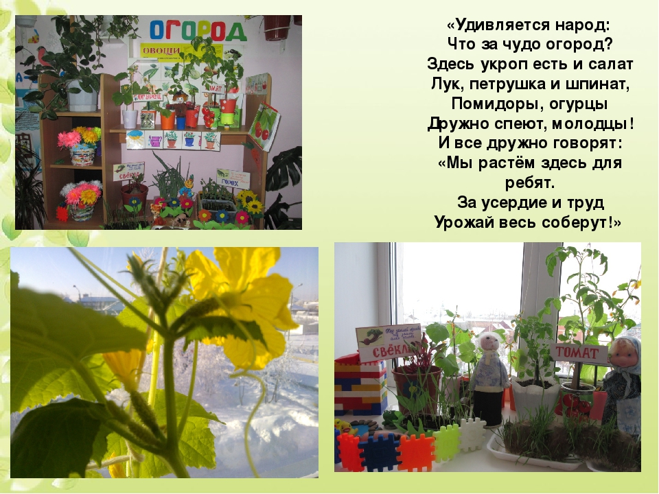 Презентация проекта "Веселый огород"