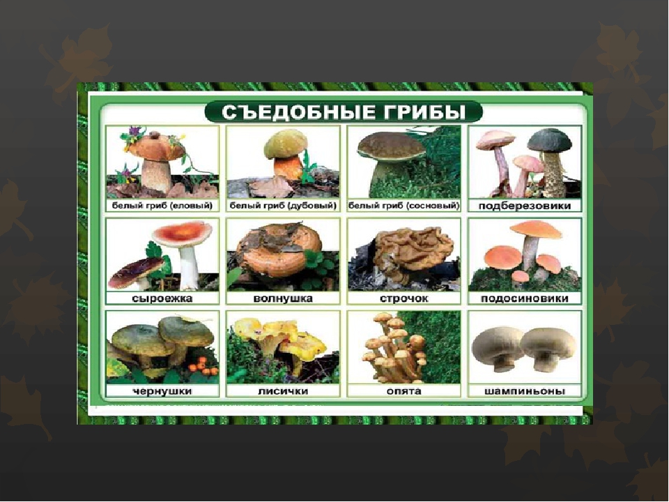 Презентация по окружающему миру