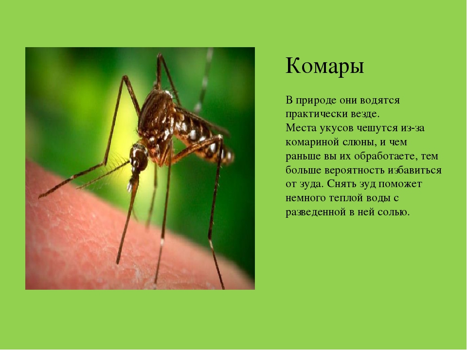Комар какая среда. Доклад про комара. Презентация на тему комар. Комар описание для детей. Комар краткое описание.