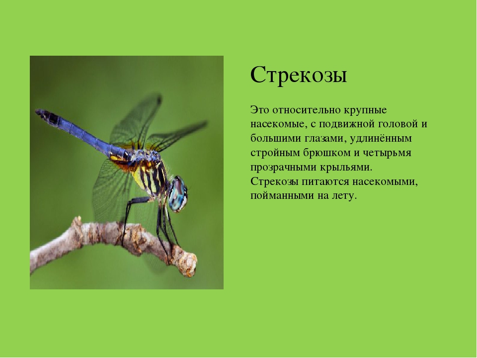 Презентация на тему "Насекомые Краснодарского края"