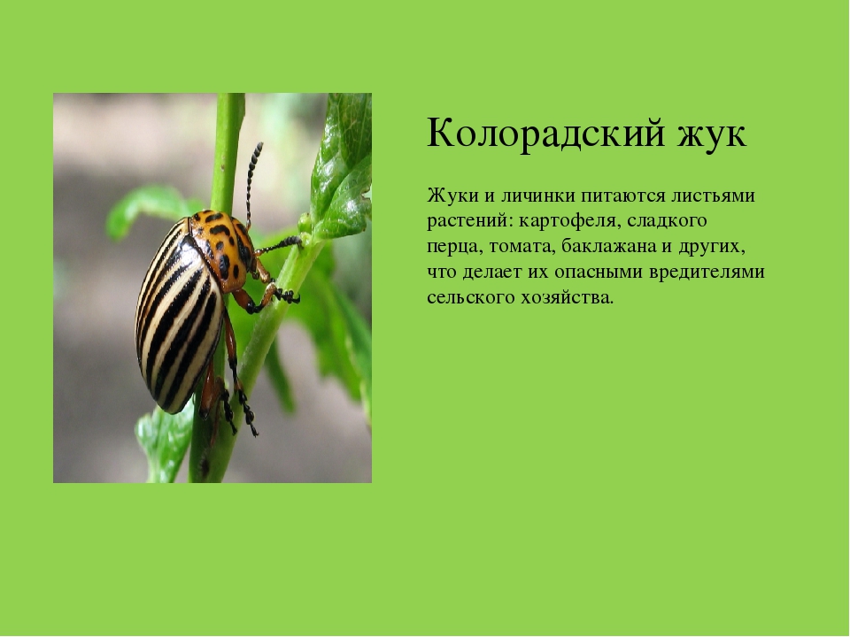 Презентация на тему "Насекомые Краснодарского края"