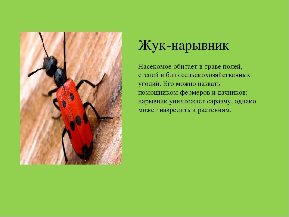 Описать насекомого. Жук нарывник Краснодарский край. Жук нарывник доклад. Насекомые красной книги Краснодарского края. Полезные насекомые Краснодарского края.