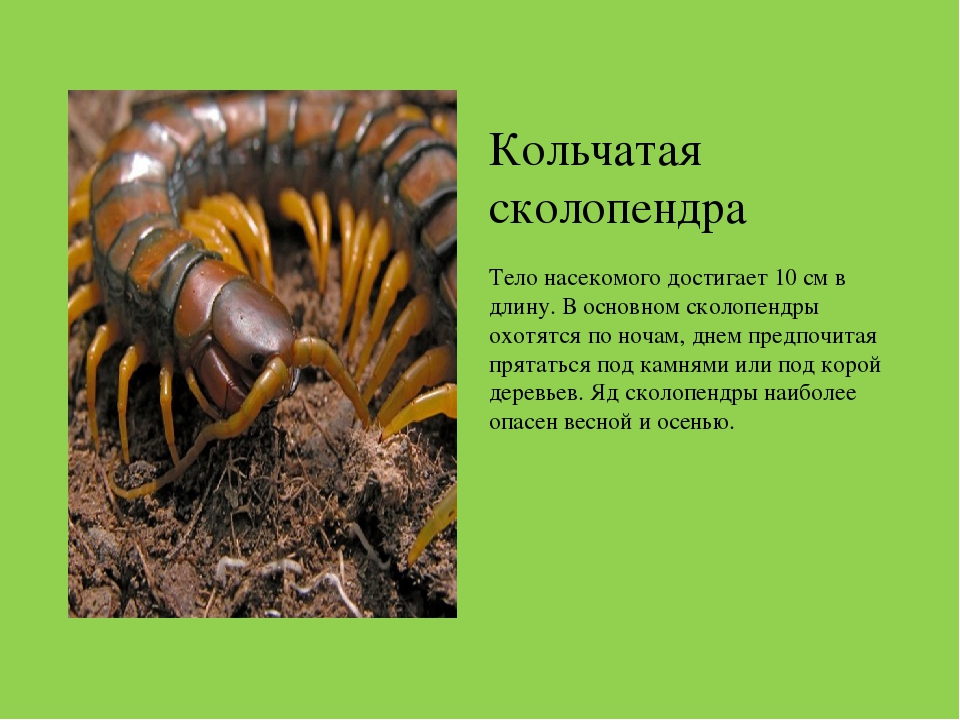 Презентация на тему "Насекомые Краснодарского края"