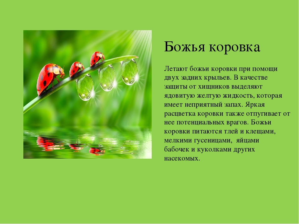Презентация на тему "Насекомые Краснодарского края"
