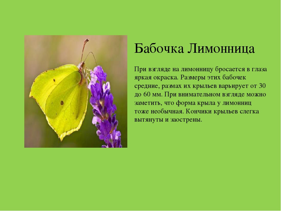 Презентация на тему "Насекомые Краснодарского края"
