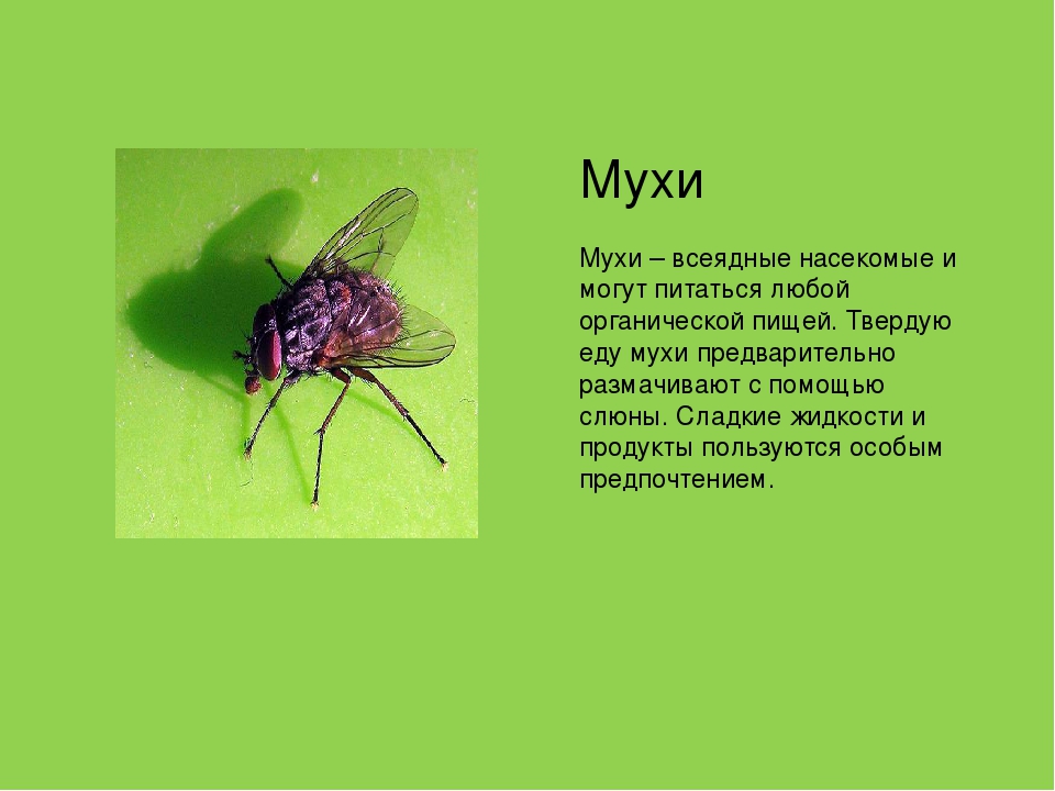 Детям про муху. Всеядные насекомые. Муха (насекомое). Интересные факты о мухах для детей. Информация о мухе.