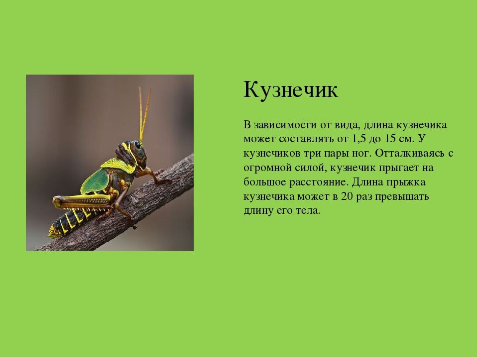 Презентация на тему "Насекомые Краснодарского края"