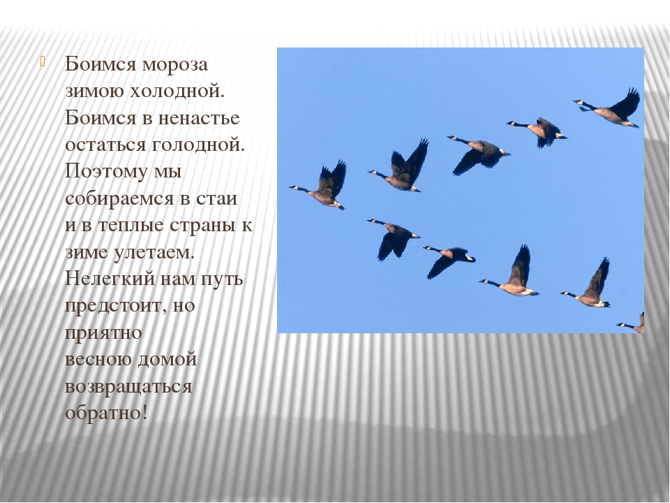 "Как животные готовятся к новому году"