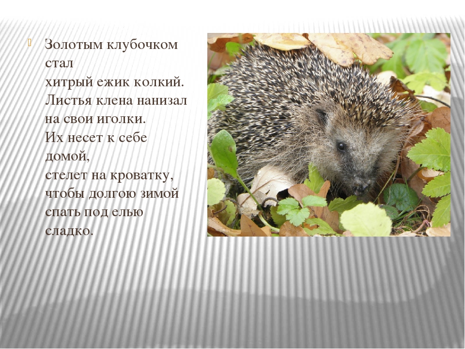 "Как животные готовятся к новому году"