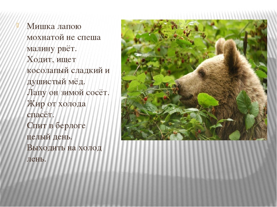 "Как животные готовятся к новому году"