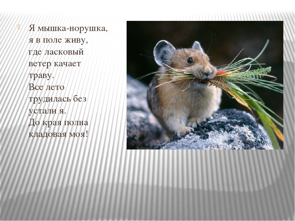 "Как животные готовятся к новому году"
