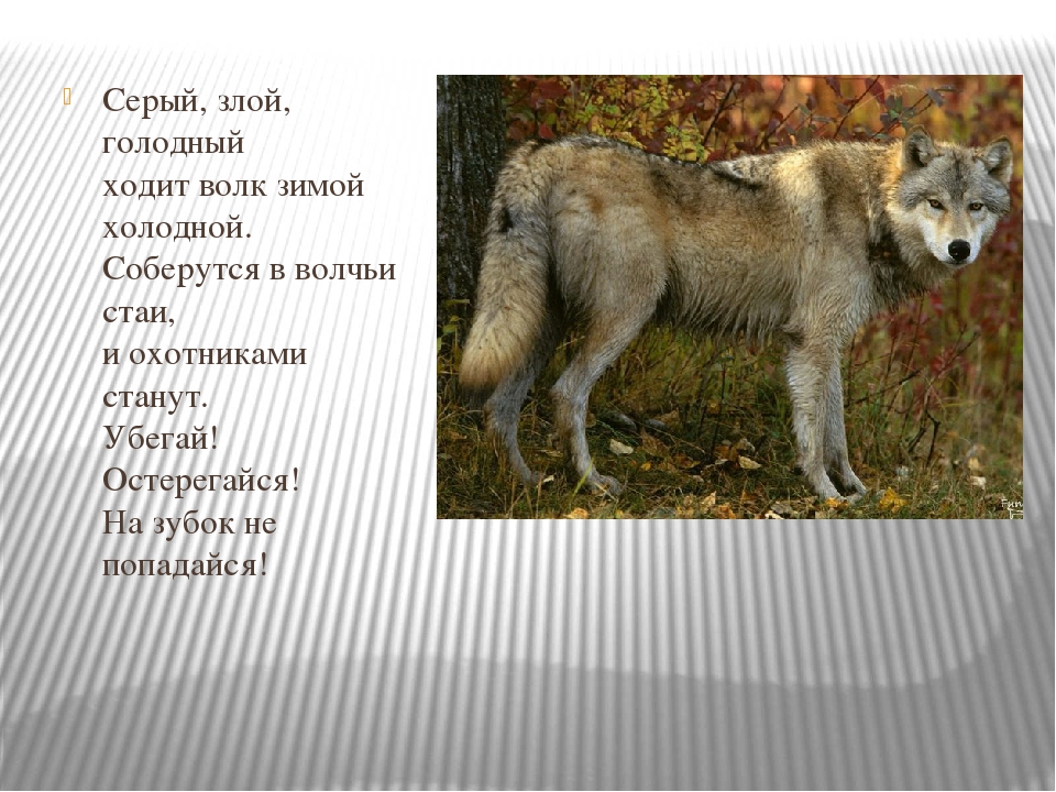"Как животные готовятся к новому году"
