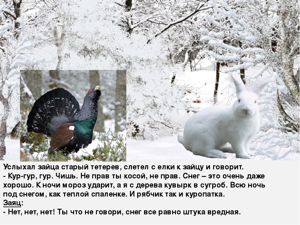 Почему нужен снег. Тетерев зимой. Тетерев зимует в снегу. Тетерев под снегом. Птицы прячутся в снегу.