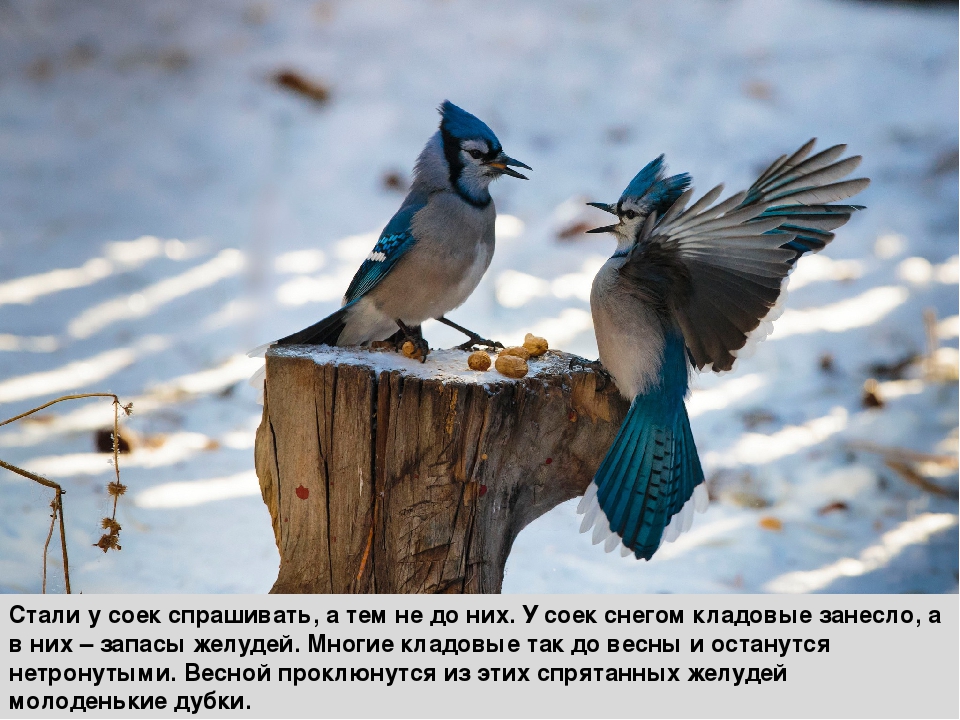 Презентация к сказке "Зачем зимой снег?"