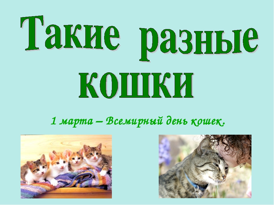 Презентация ко Всемирному дню кошек для детей дошкольного возраста.