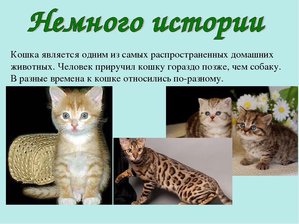 Презентация ко Всемирному дню кошек для детей дошкольного возраста.