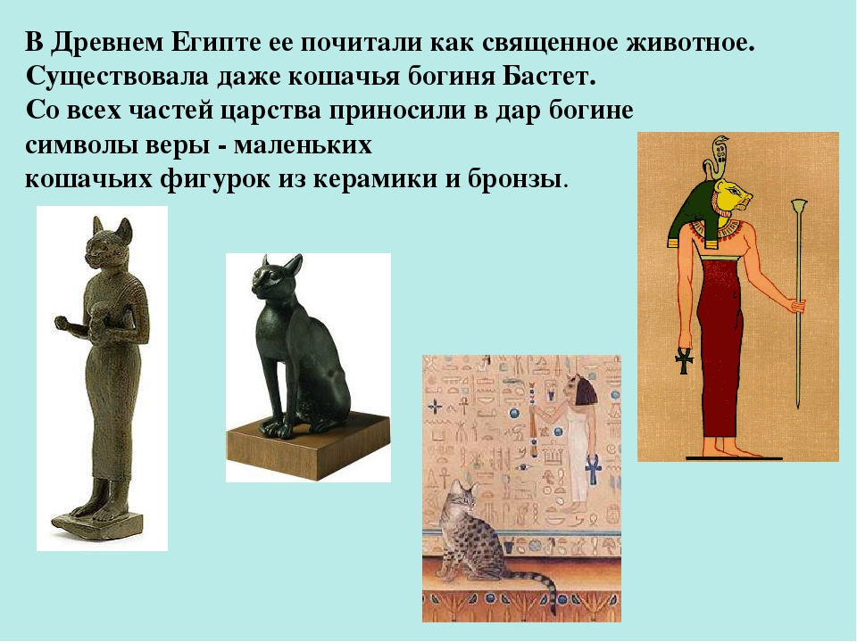 Презентация ко Всемирному дню кошек для детей дошкольного возраста.