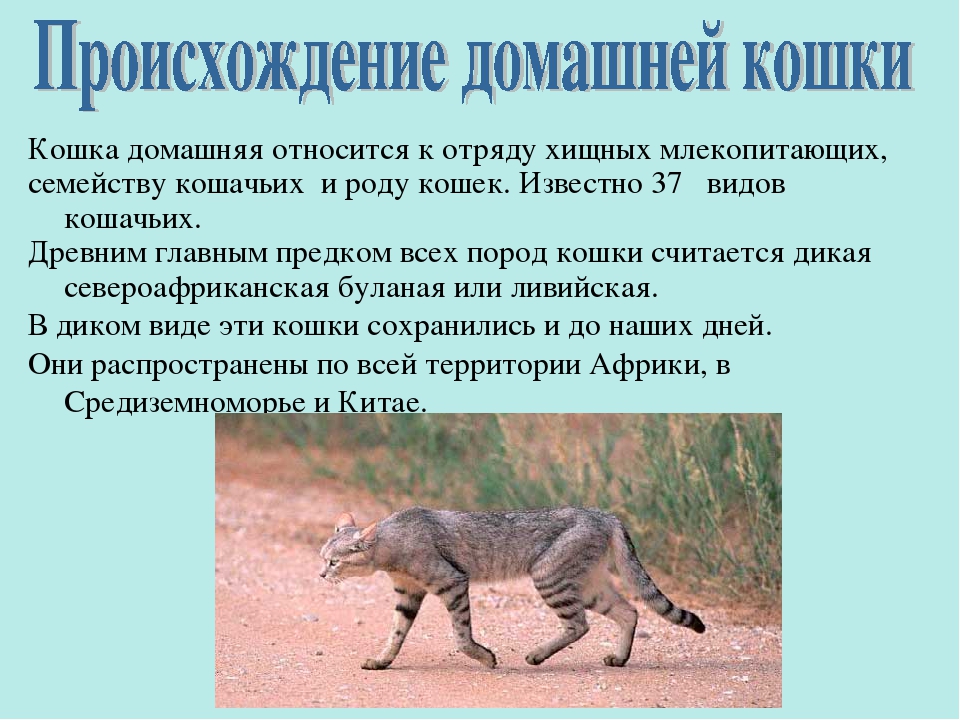 Презентация ко Всемирному дню кошек для детей дошкольного возраста.