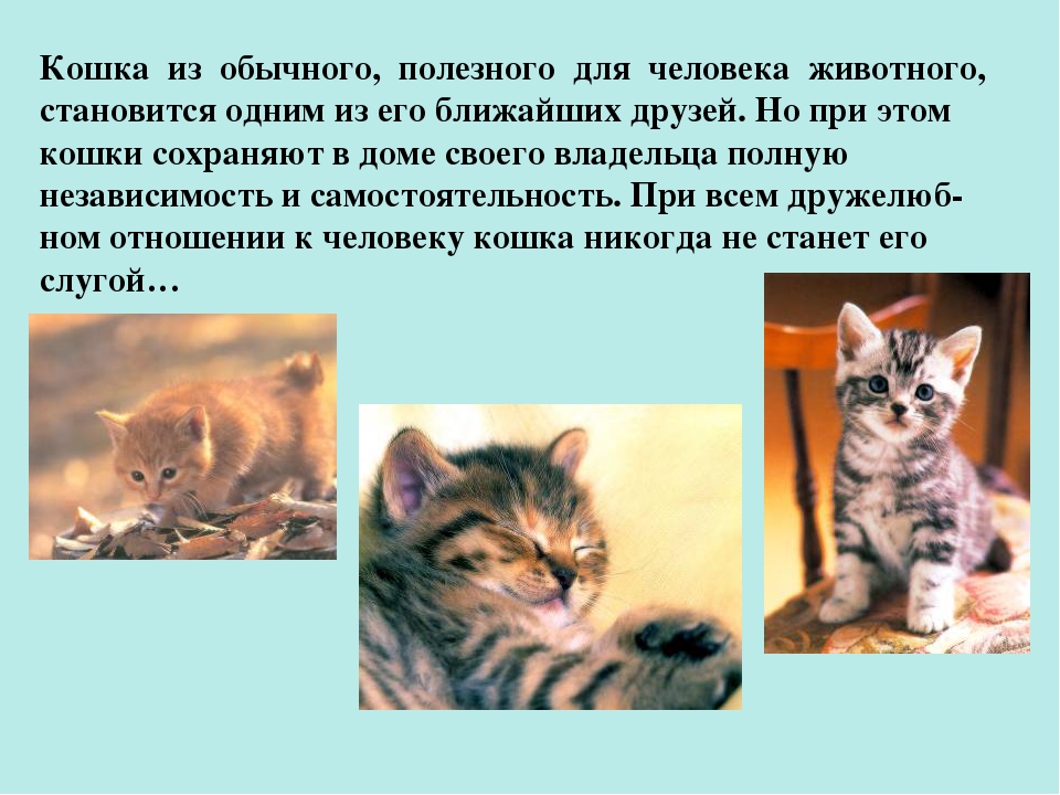 Презентация ко Всемирному дню кошек для детей дошкольного возраста.