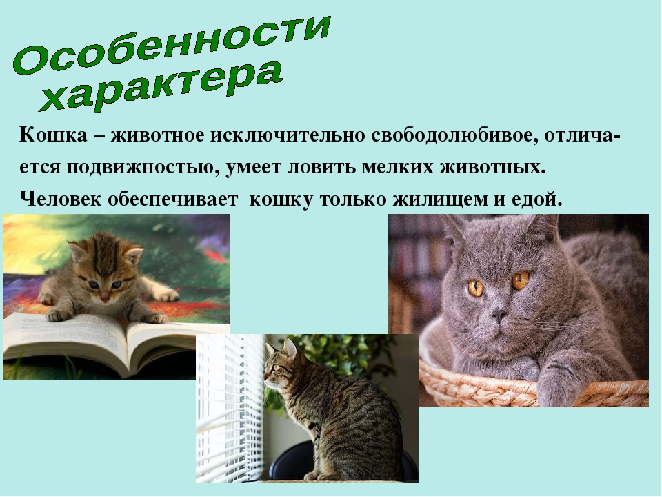 У нее характер кошки