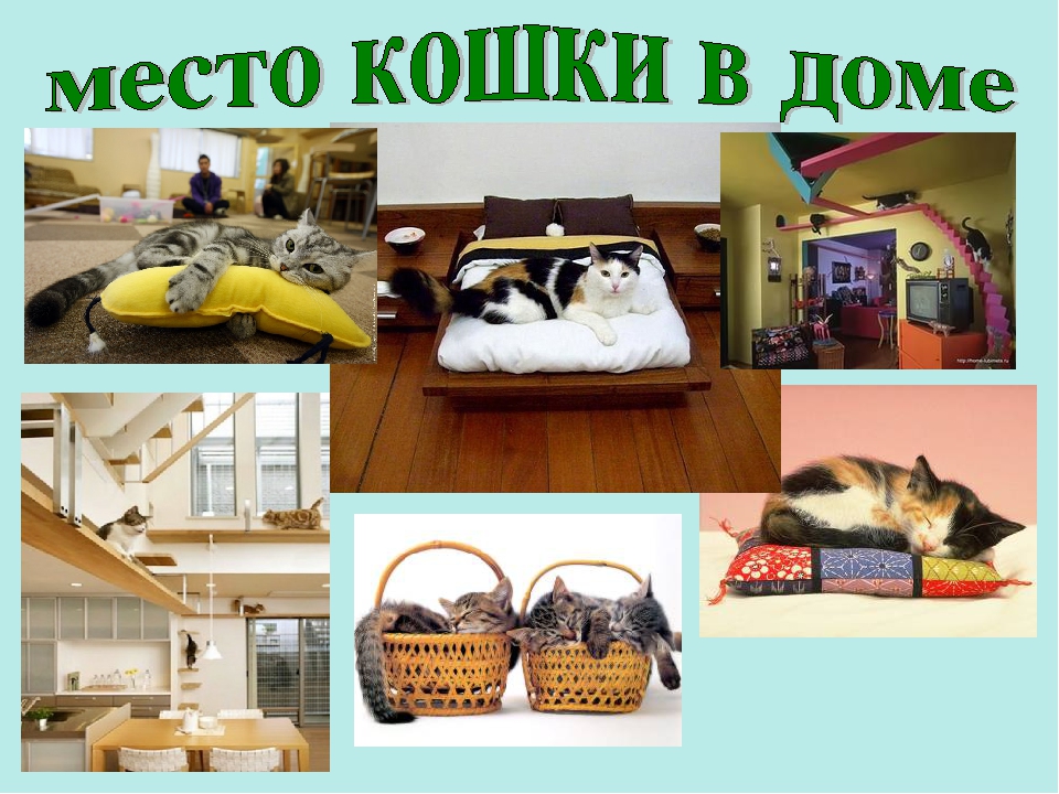Презентация ко Всемирному дню кошек для детей дошкольного возраста.