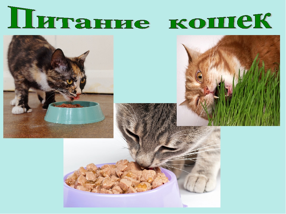 Презентация ко Всемирному дню кошек для детей дошкольного возраста.