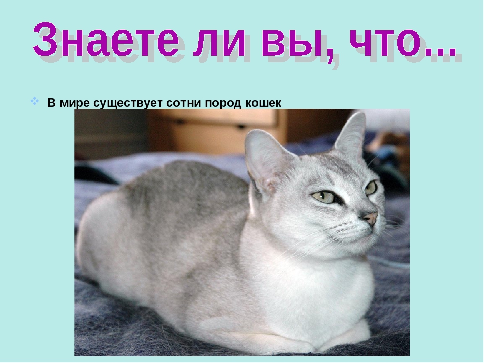 Презентация ко Всемирному дню кошек для детей дошкольного возраста.