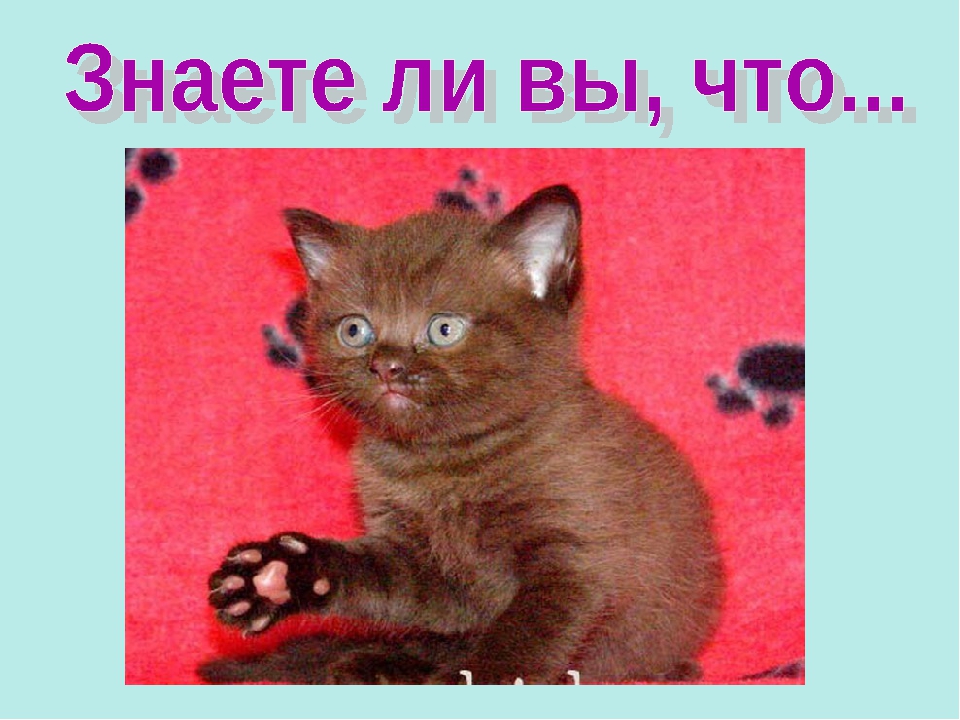 Презентация ко Всемирному дню кошек для детей дошкольного возраста.