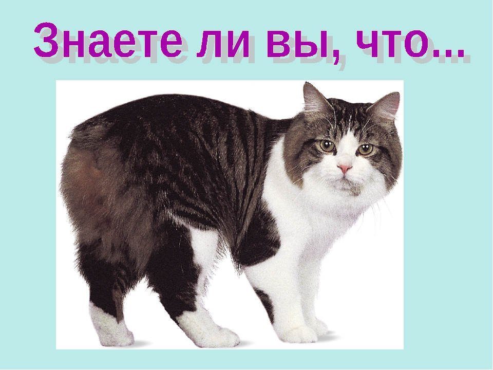 Презентация ко Всемирному дню кошек для детей дошкольного возраста.