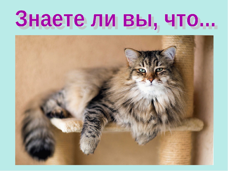 Презентация ко Всемирному дню кошек для детей дошкольного возраста.