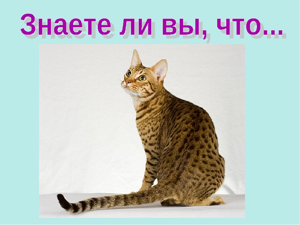 Презентация ко Всемирному дню кошек для детей дошкольного возраста.