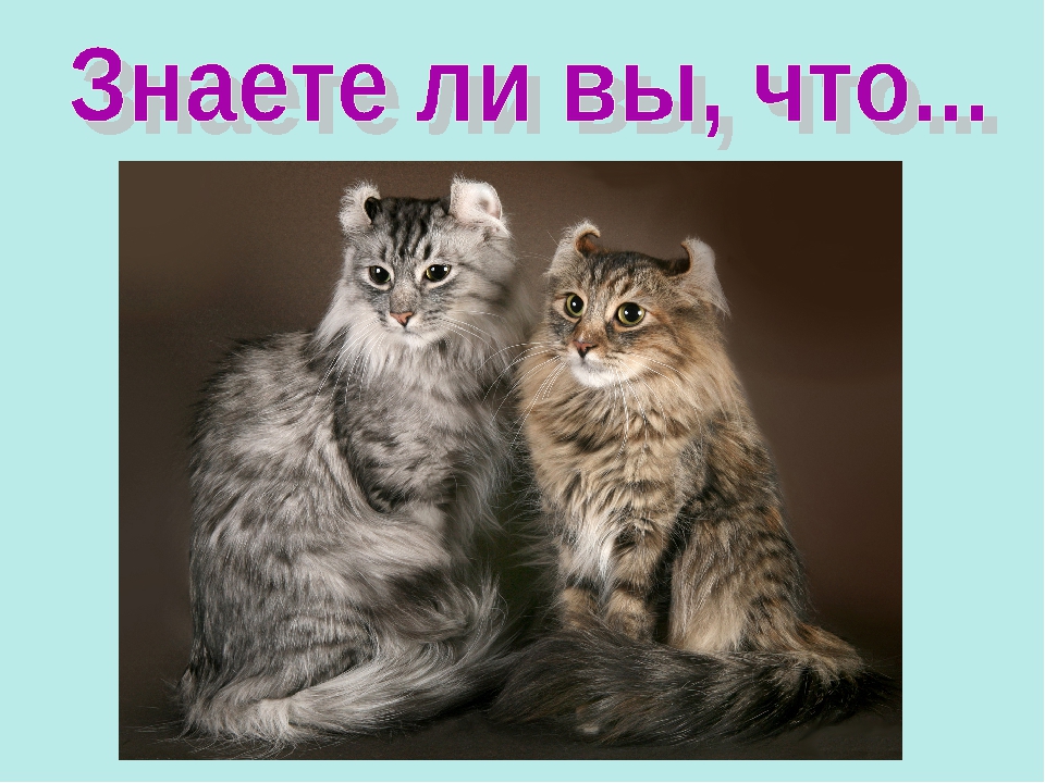 Презентация ко Всемирному дню кошек для детей дошкольного возраста.