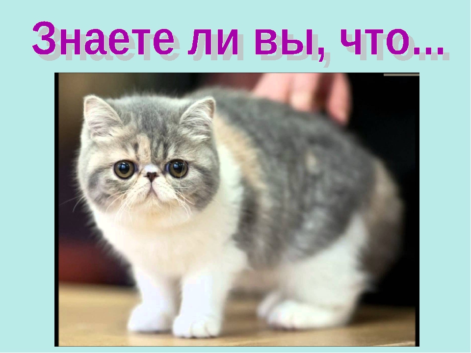 Презентация ко Всемирному дню кошек для детей дошкольного возраста.