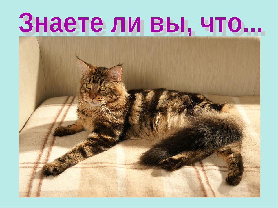 Презентация ко Всемирному дню кошек для детей дошкольного возраста.
