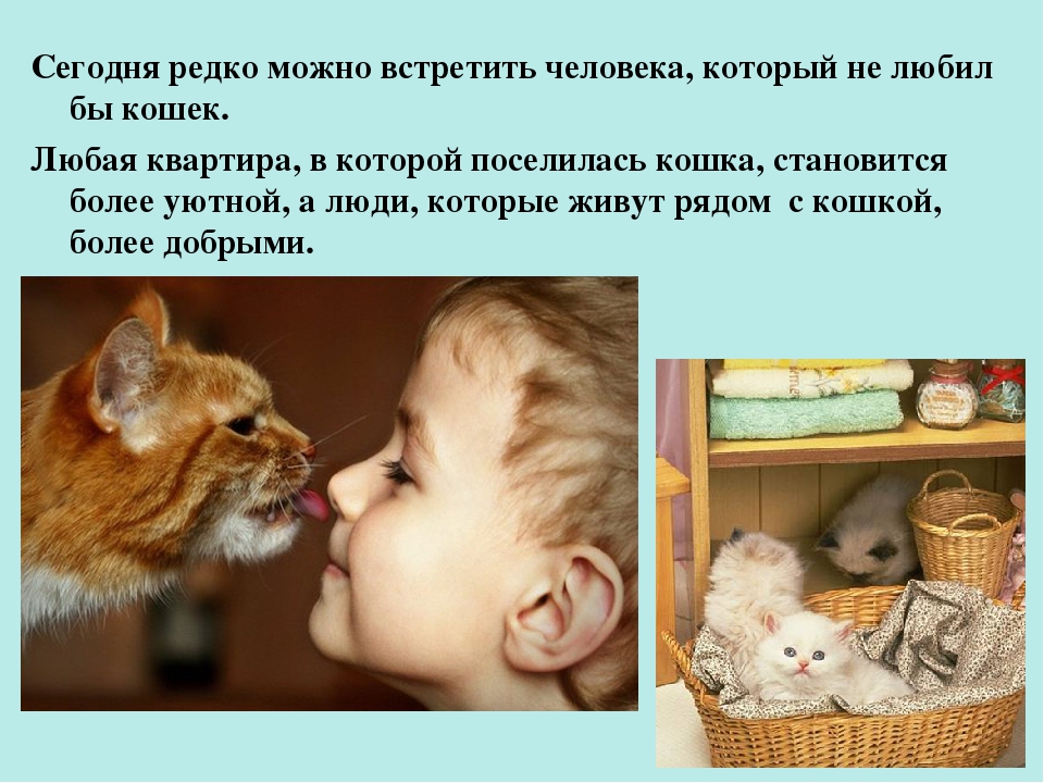 Презентация ко Всемирному дню кошек для детей дошкольного возраста.