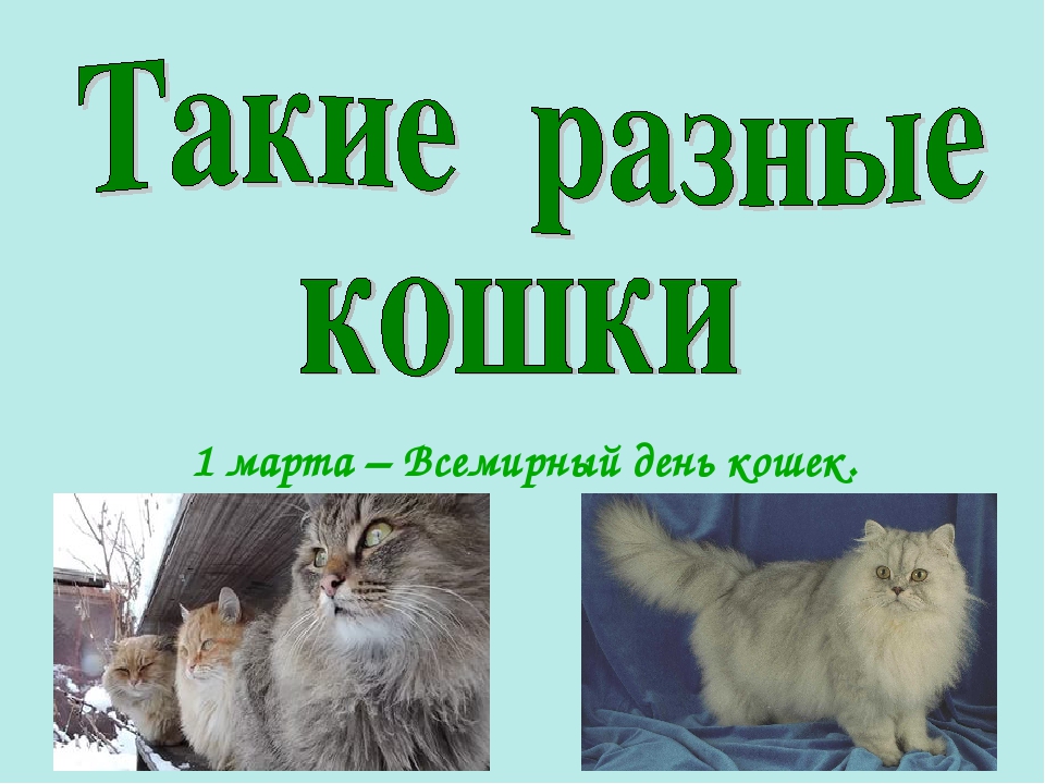 Презентация ко Всемирному дню кошек для детей дошкольного возраста.
