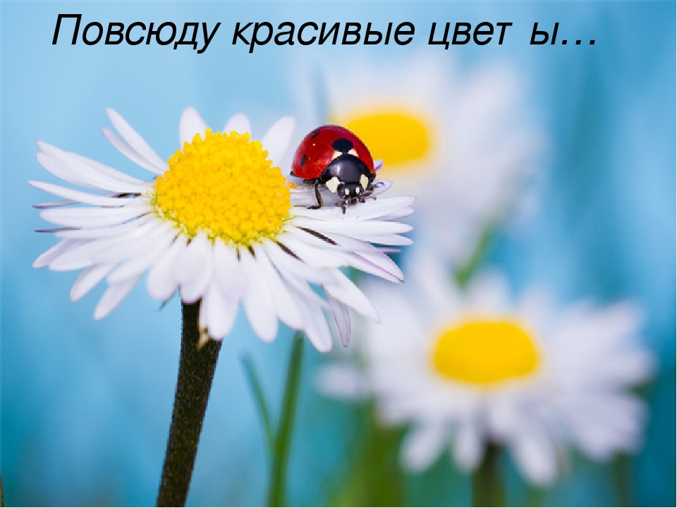 Презентация "Лето к нам пришло"